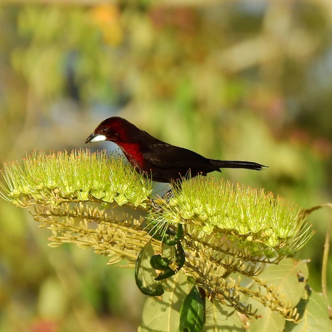 Silver-beaked Tanager - Carolina  Gomez Venninni