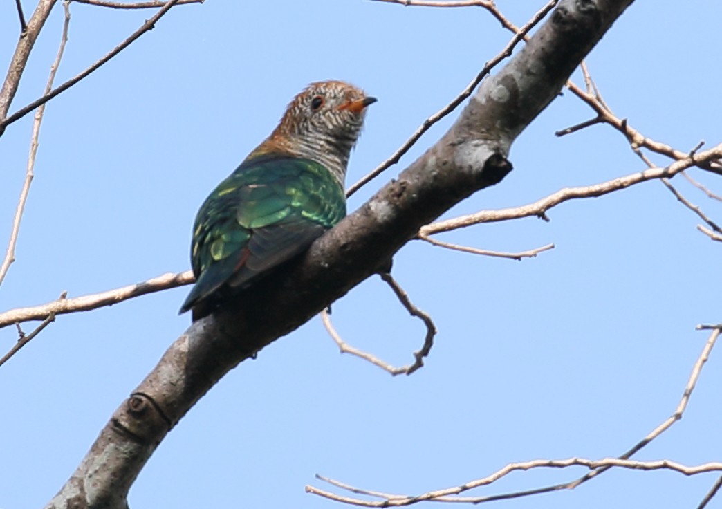 Asian Emerald Cuckoo - Anonymous