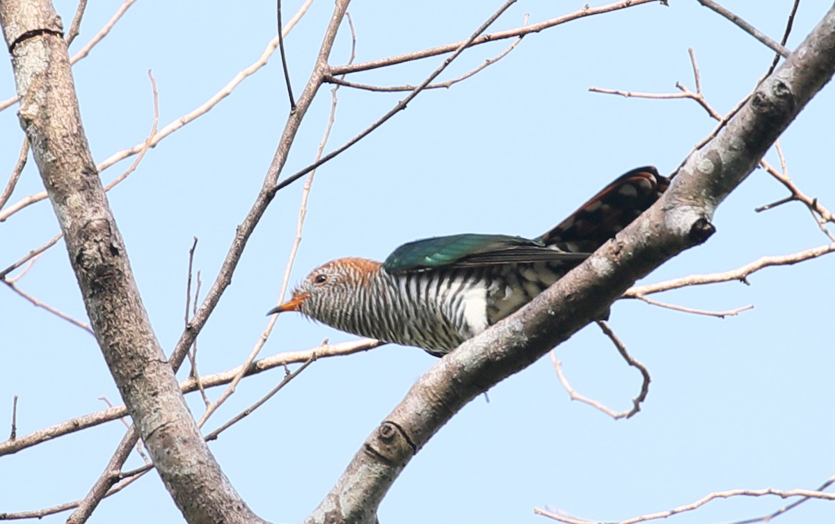 Asian Emerald Cuckoo - Anonymous