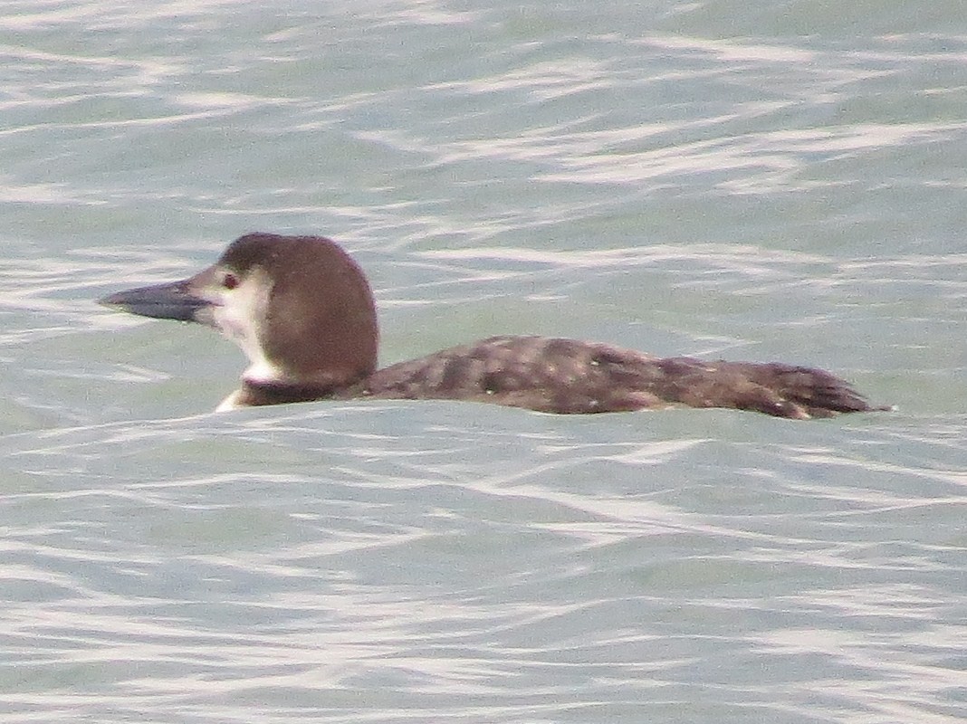 Common Loon - Steven Howell