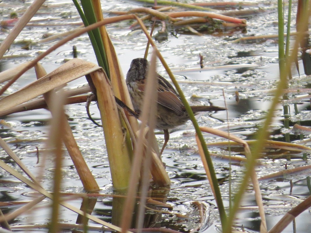 Swamp Sparrow - ML207442621