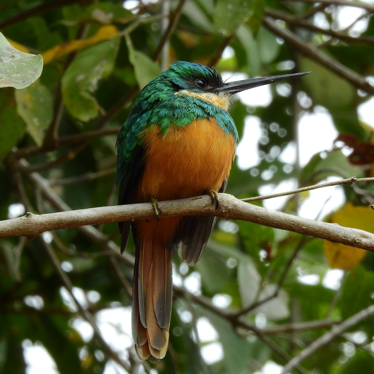 Jacamar à queue rousse - ML207442791