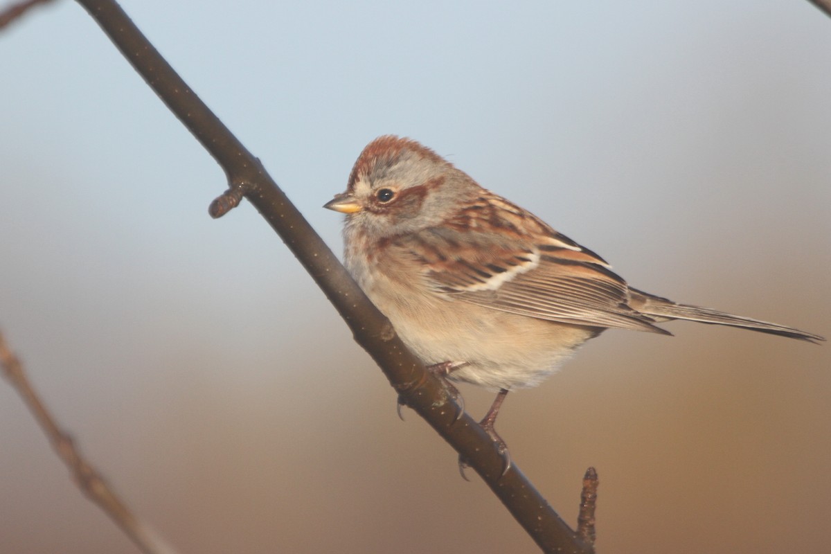 American Tree Sparrow - ML20744471