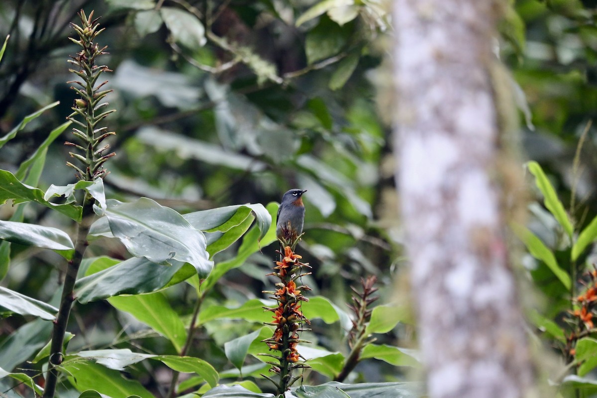 Rufous-throated Solitaire - Mitchell Jarrett