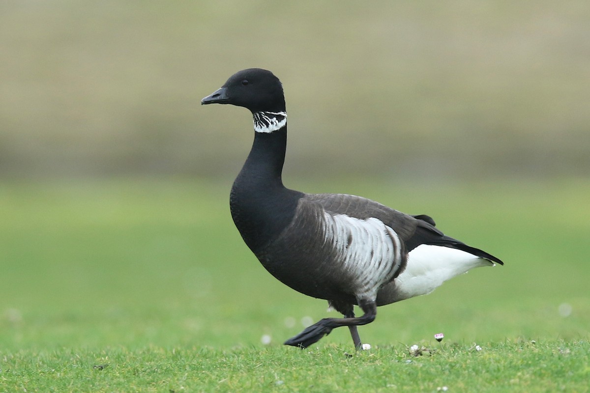 Bernache cravant (nigricans) - ML207446191