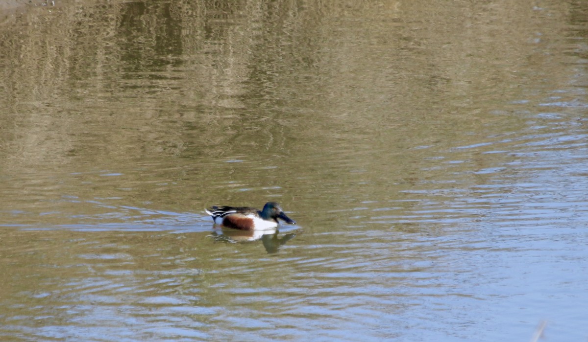 Northern Shoveler - ML207446531