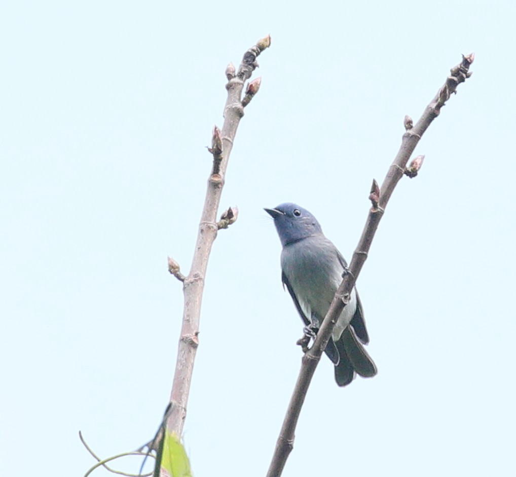 Black-naped Monarch - ML207446711