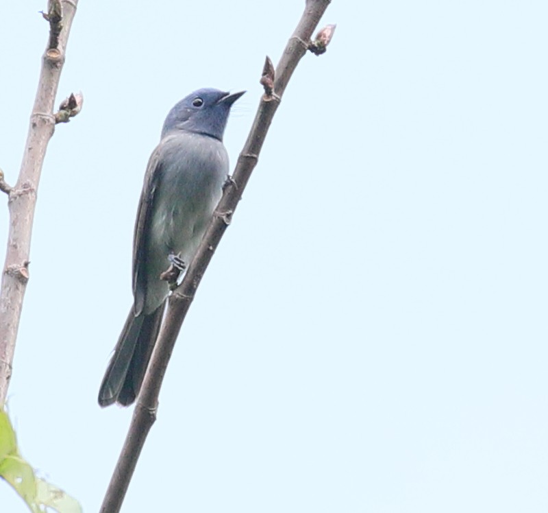 Black-naped Monarch - ML207446721