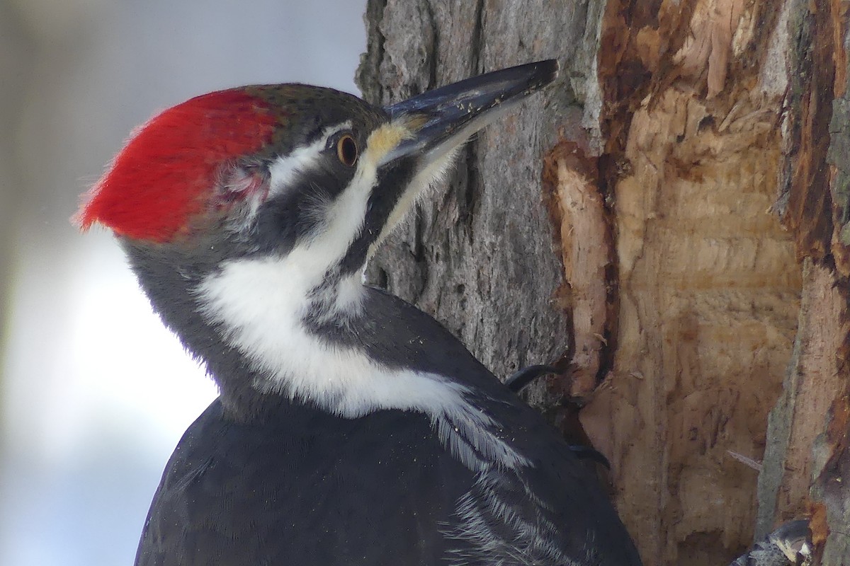 Pileated Woodpecker - Serge Lessard