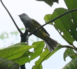 Gray-headed Canary-Flycatcher - ML207447151