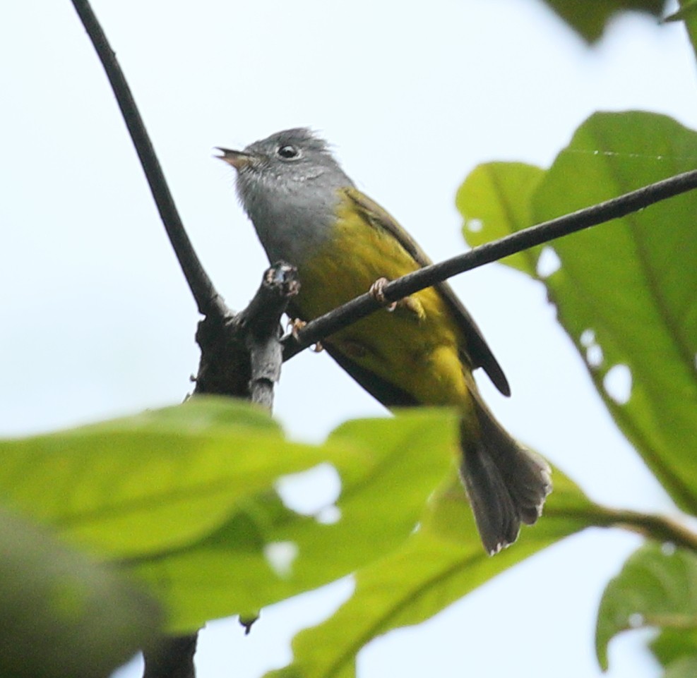 Gray-headed Canary-Flycatcher - ML207447171