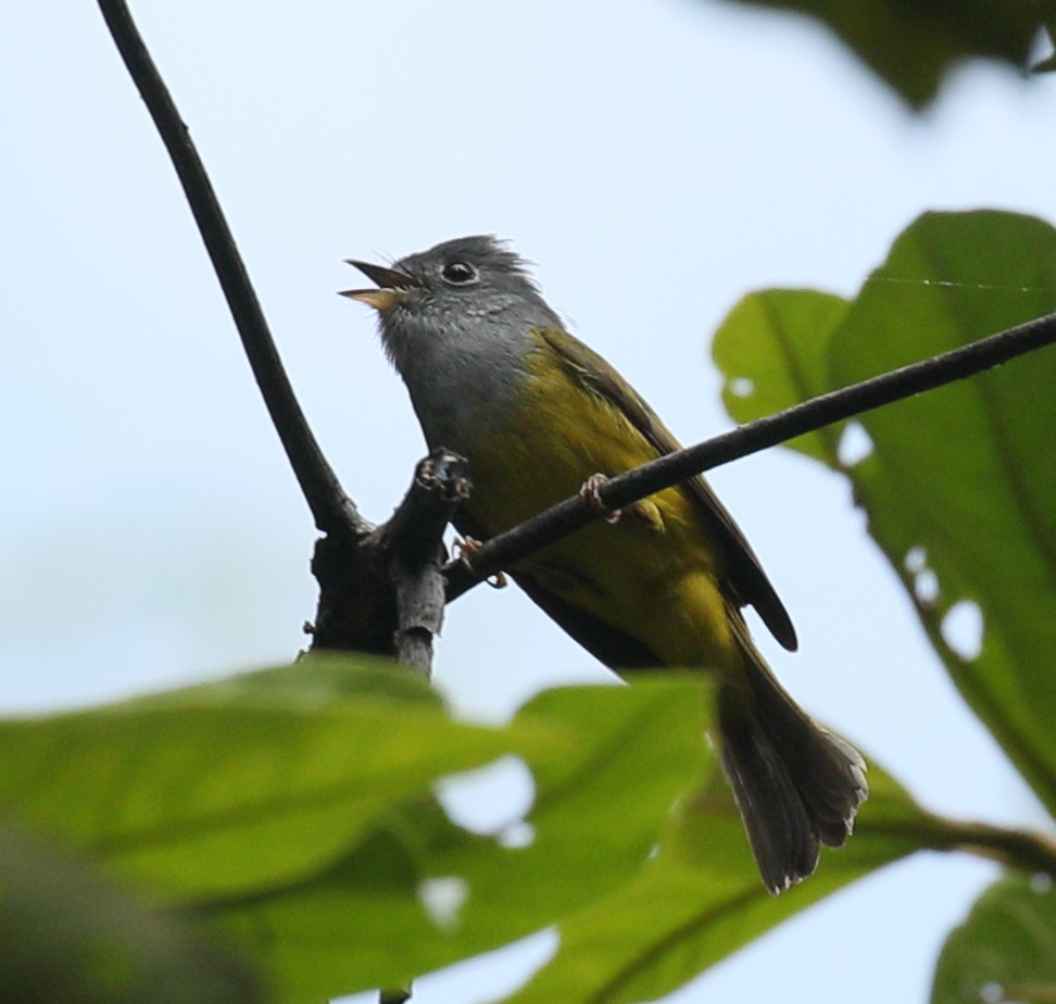 Gray-headed Canary-Flycatcher - ML207447181