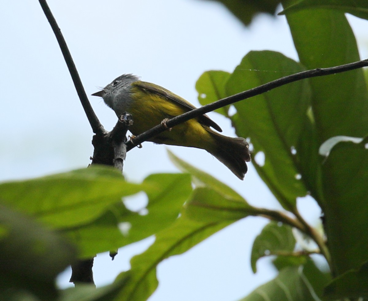 Gray-headed Canary-Flycatcher - ML207447201