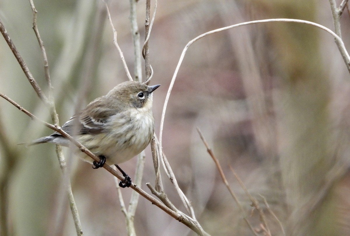 Yellow-rumped Warbler - ML207451821