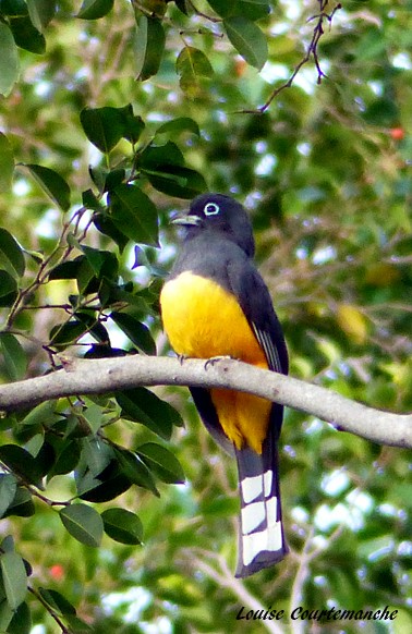 Trogon à tête noire - ML207451961