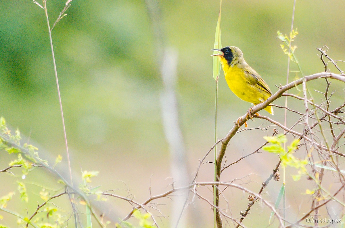 Olive-crowned Yellowthroat - ML207454531