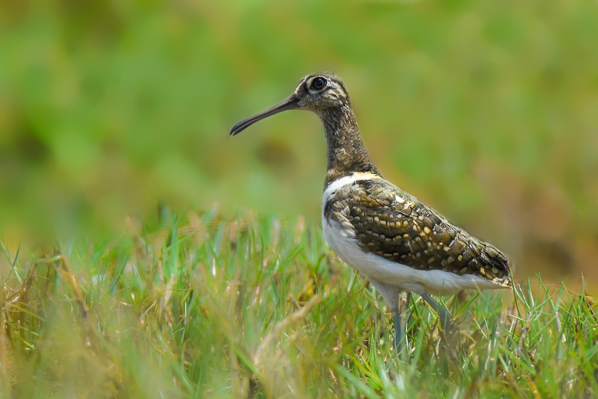 Greater Painted-Snipe - Shakti - Tribesmen.in