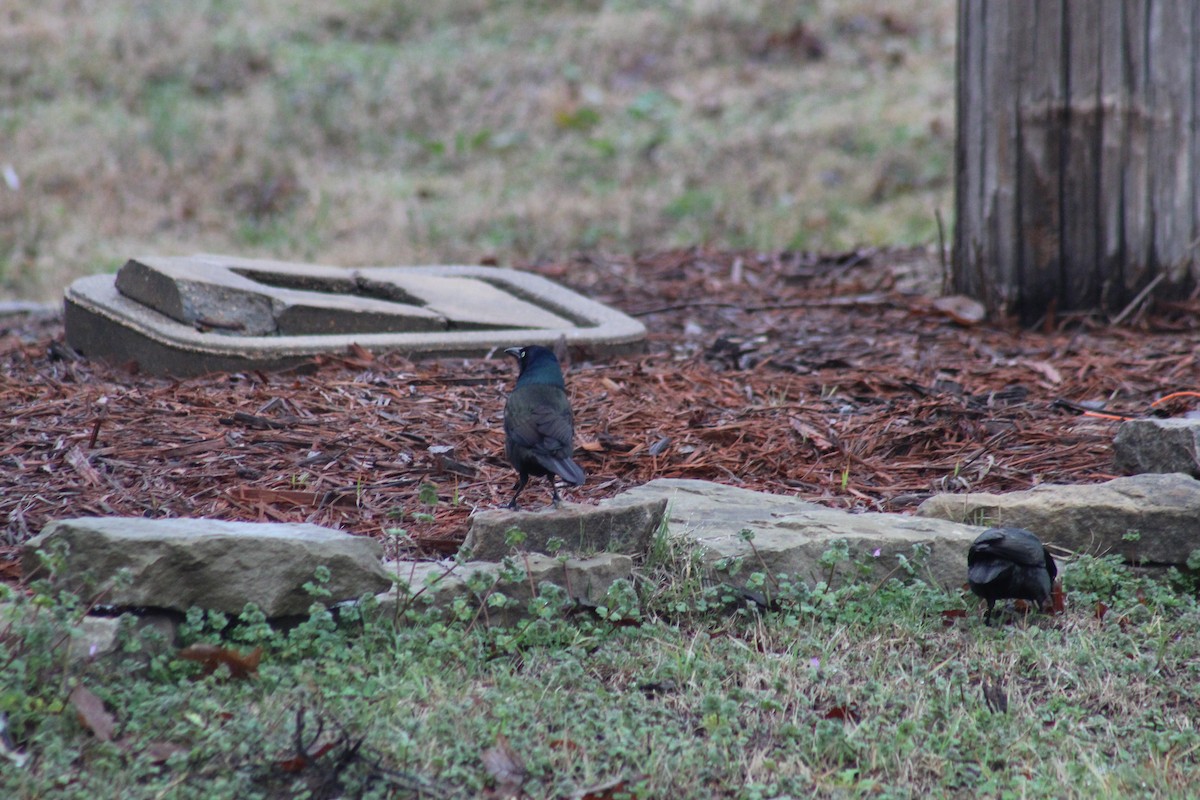 Common Grackle - George Dokes