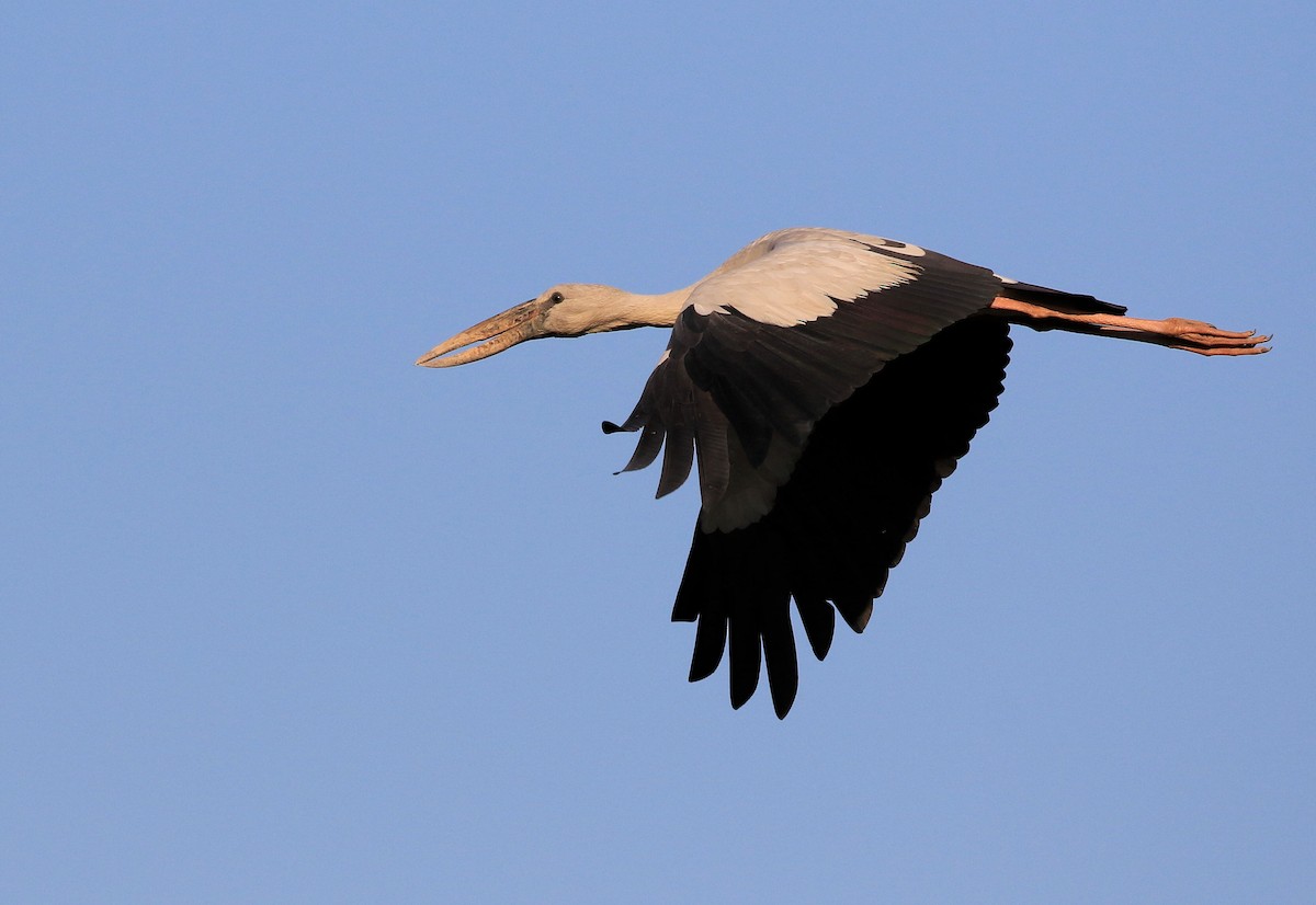 Asian Openbill - ML207455241