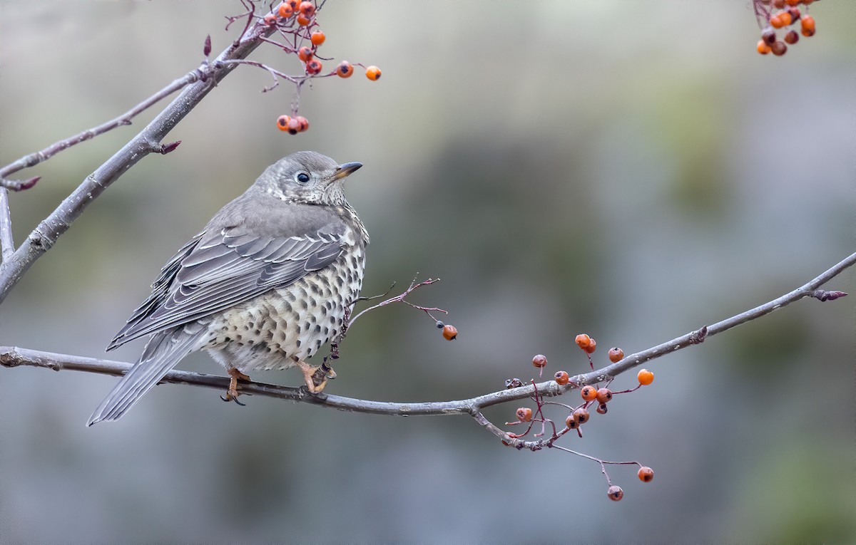 Mistle Thrush - ML207455611