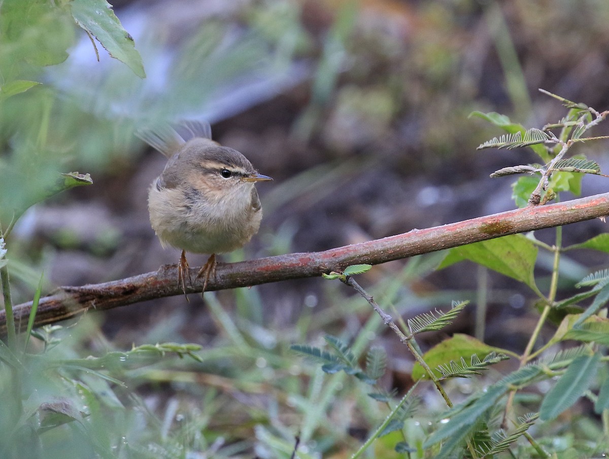 Dusky Warbler - ML207455691