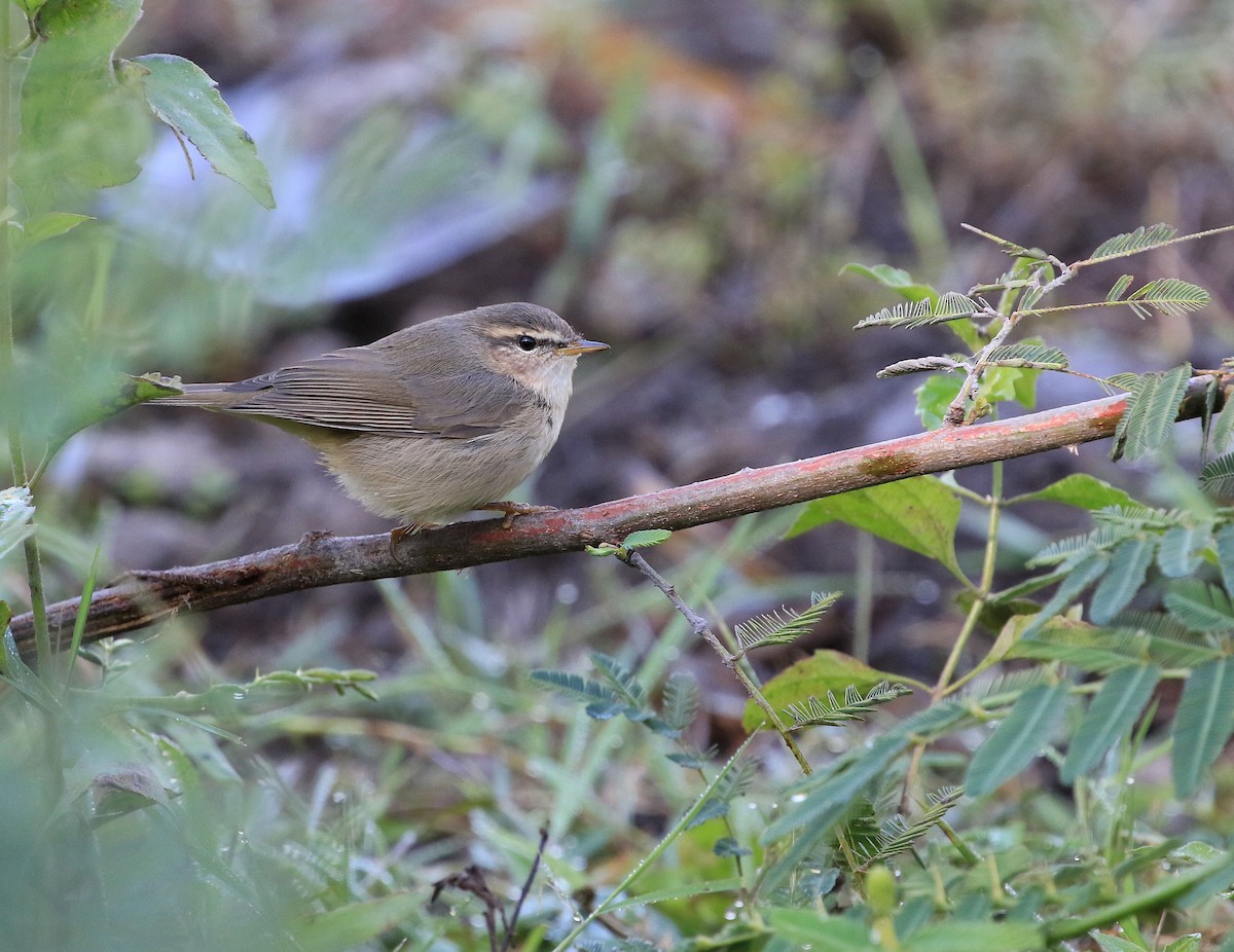 Dusky Warbler - ML207455711