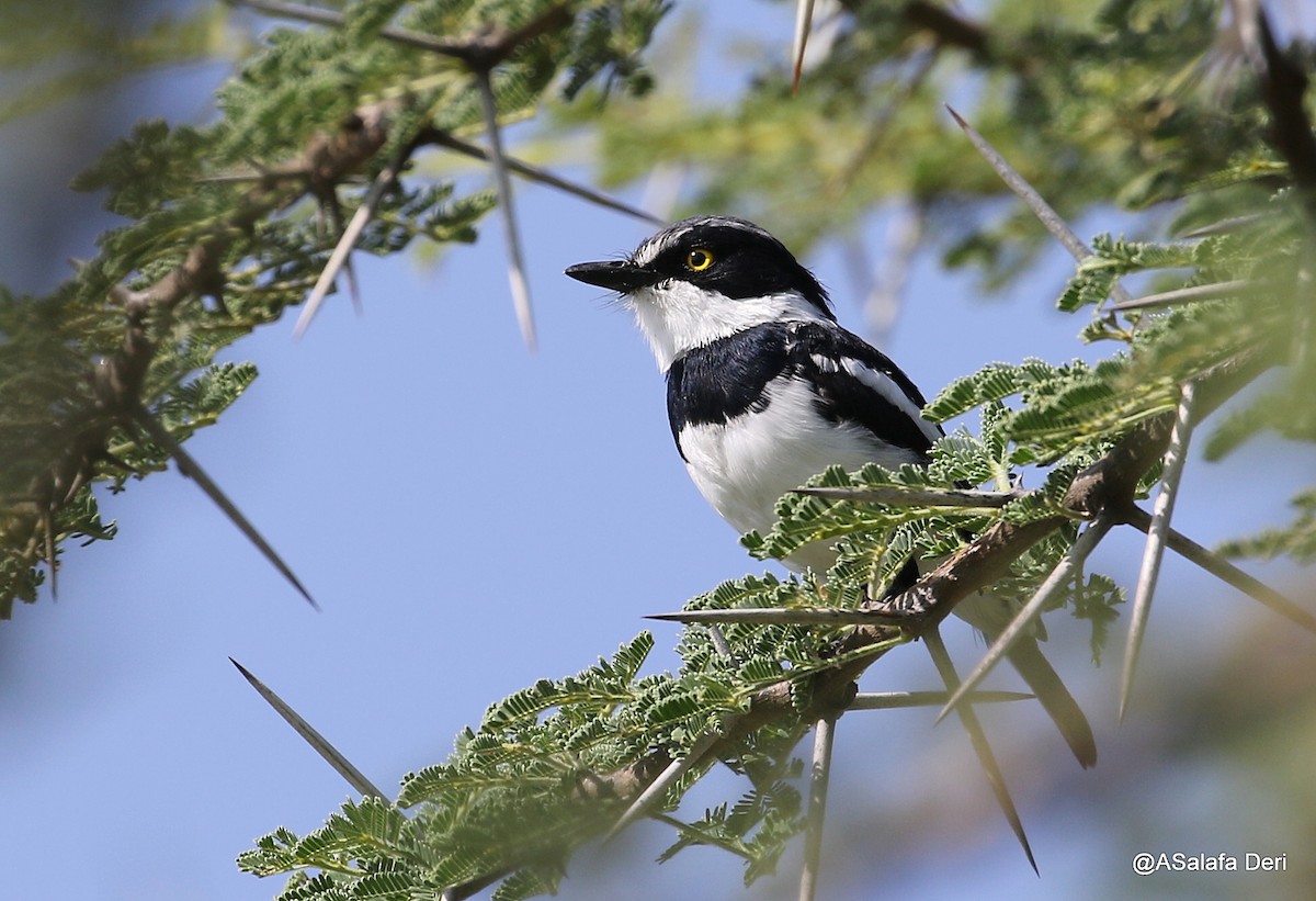 Gray-headed Batis - ML207462761