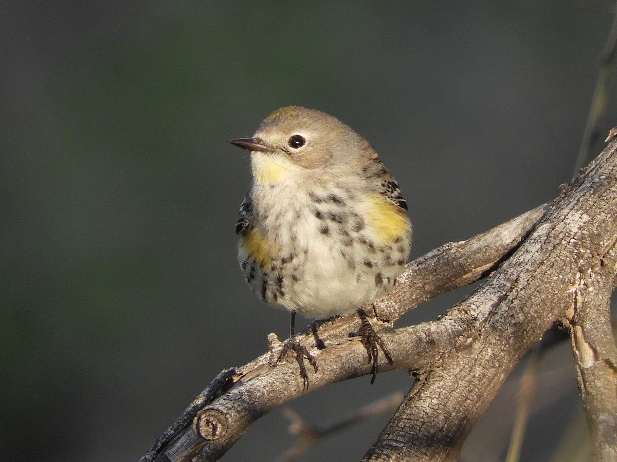 Yellow-rumped Warbler (Myrtle x Audubon's) - ML207462871