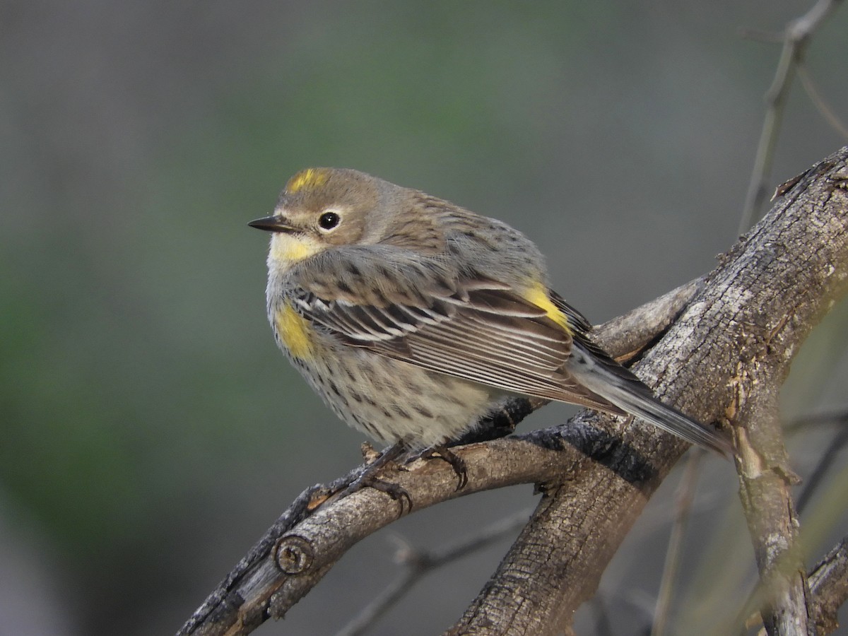 Yellow-rumped Warbler (Myrtle x Audubon's) - ML207462881