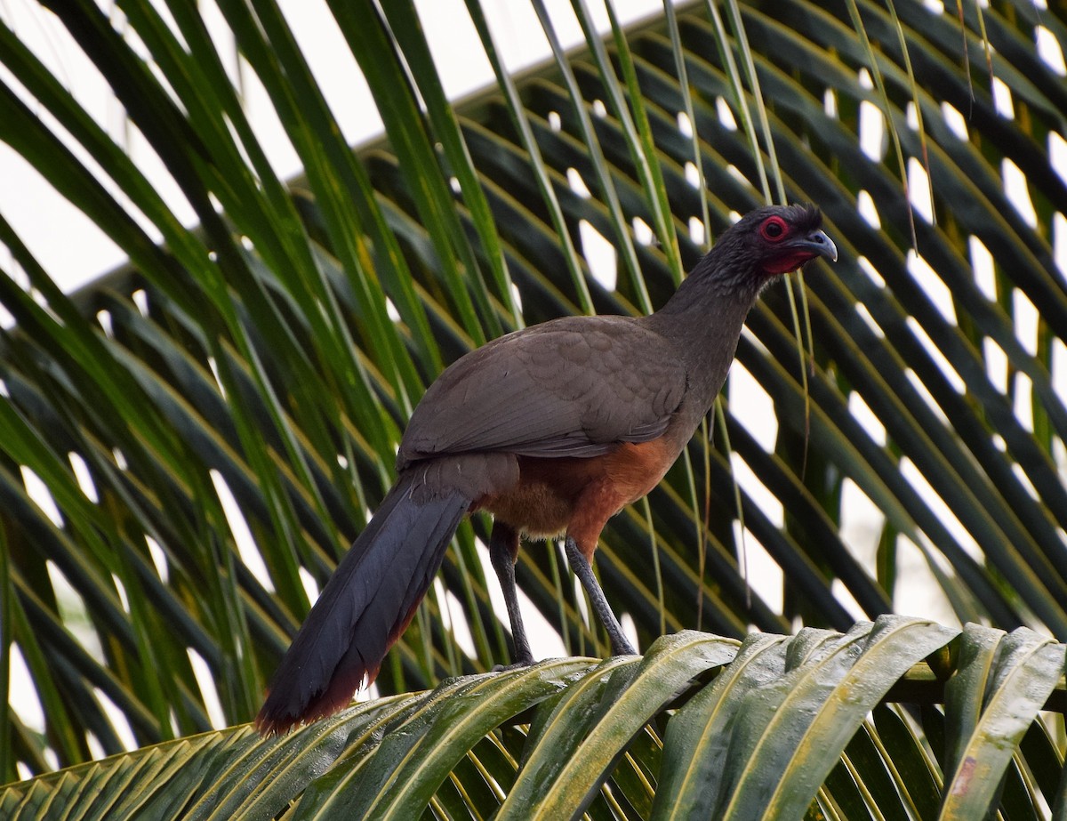 Rufous-bellied Chachalaca - John Bruin