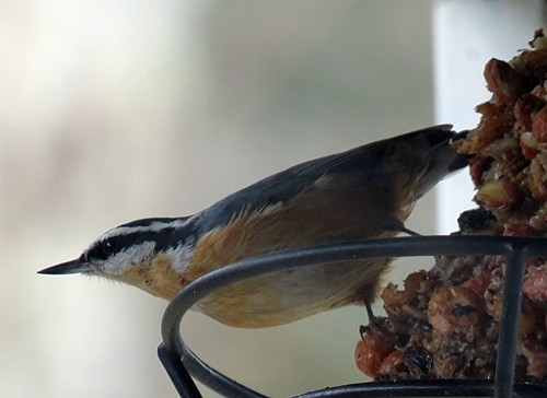 Red-breasted Nuthatch - ML207466731