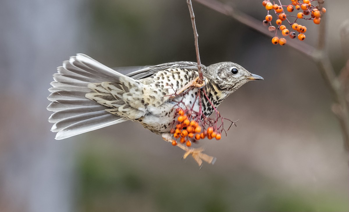 Mistle Thrush - ML207468731