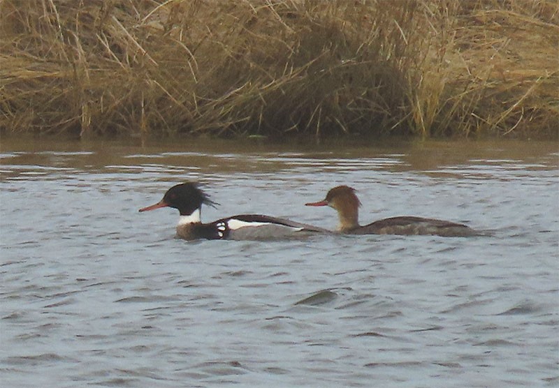 Red-breasted Merganser - ML207471201