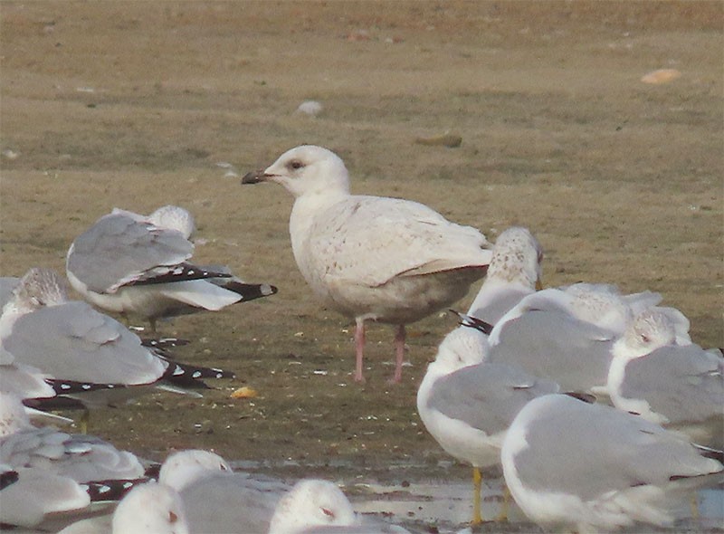 Gaviota Groenlandesa - ML207471581