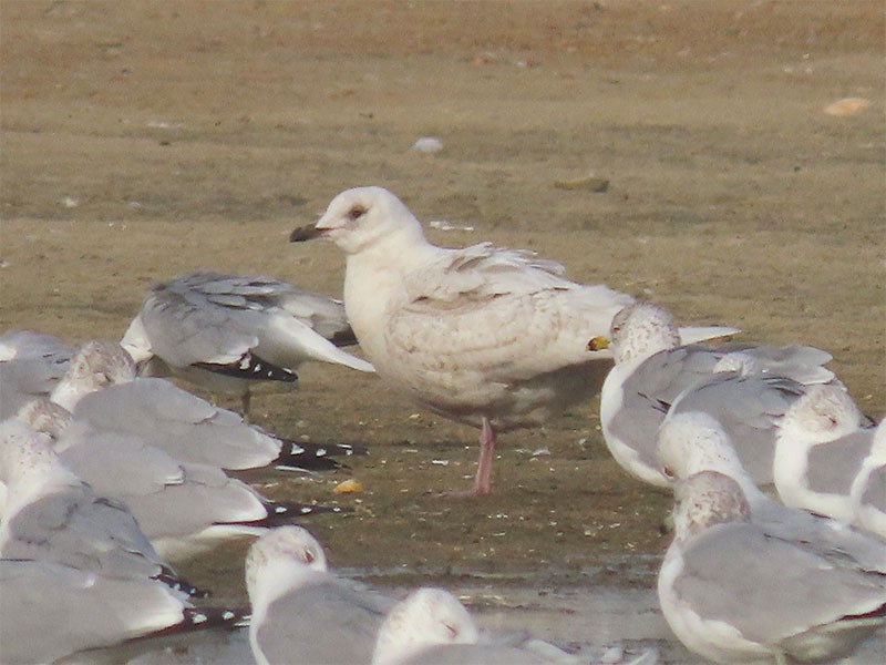 Gaviota Groenlandesa - ML207471591