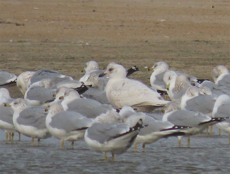 Gaviota Groenlandesa - ML207471621