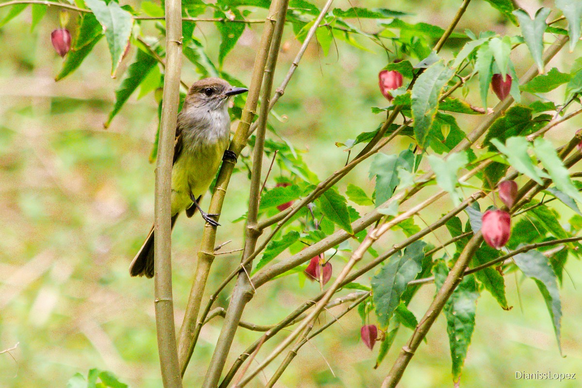 Pale-edged Flycatcher - Diana López G