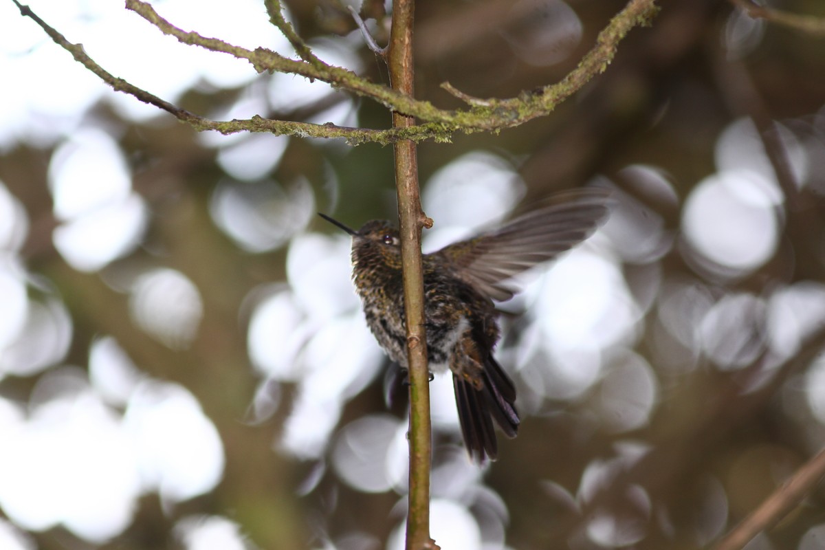 Tyrian Metaltail - ML207472311