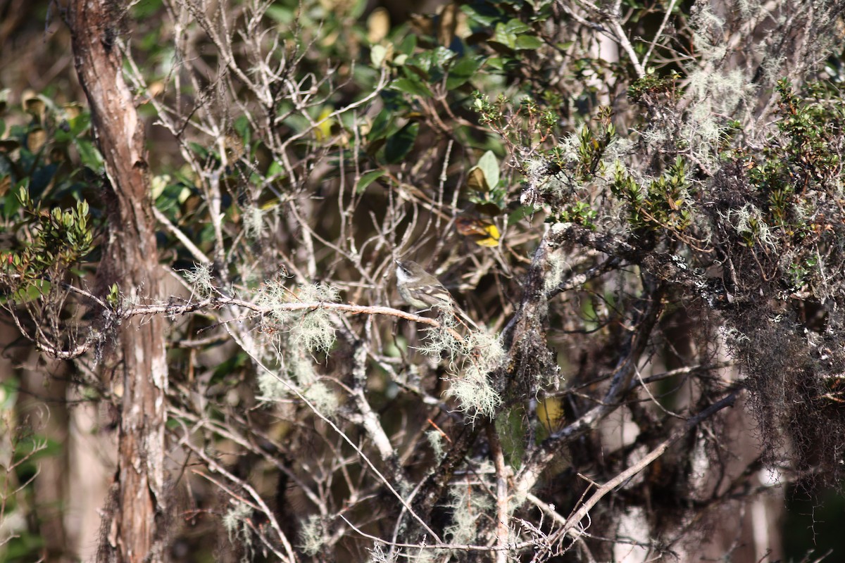 White-throated Tyrannulet - ML207472361