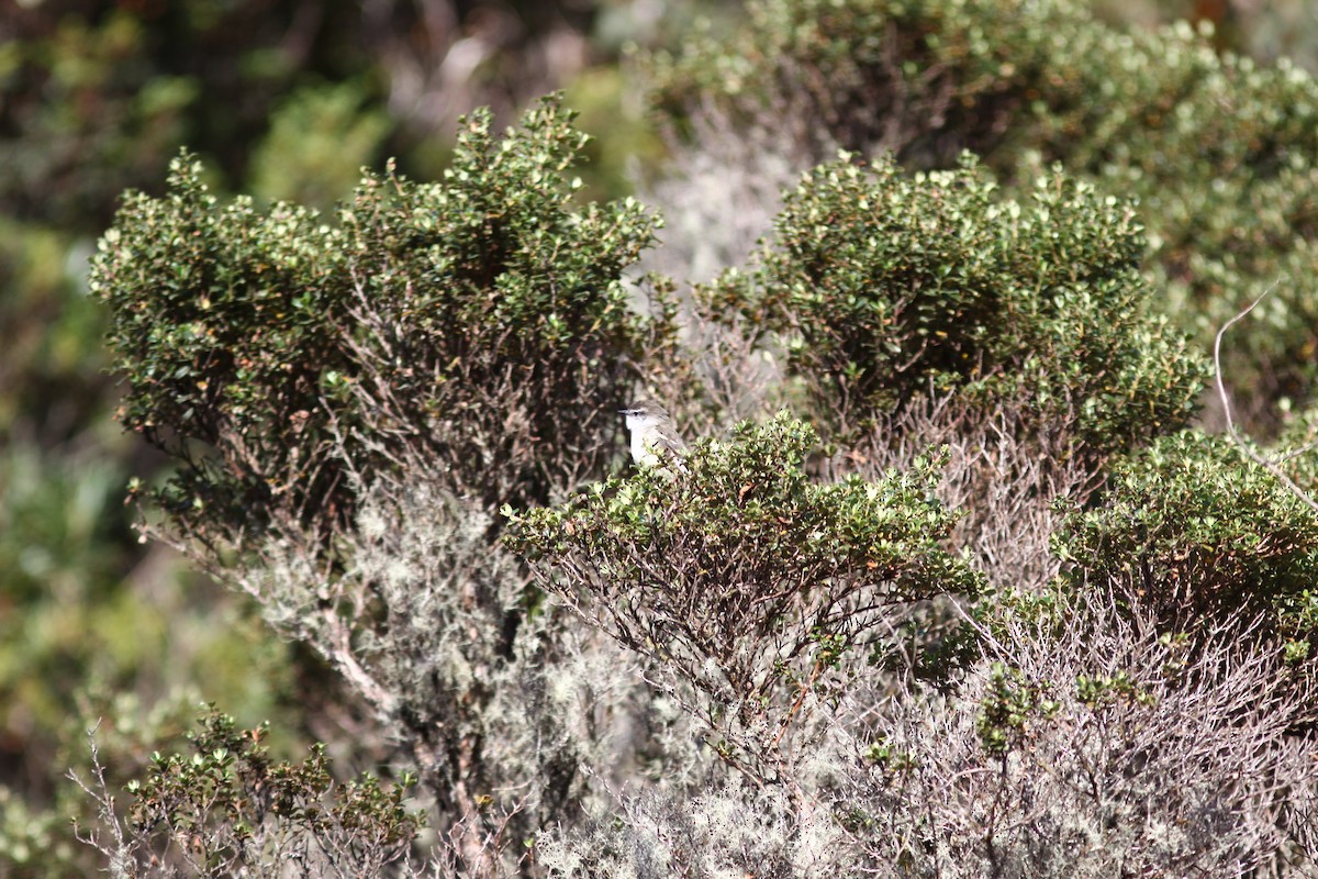 White-throated Tyrannulet - ML207472381