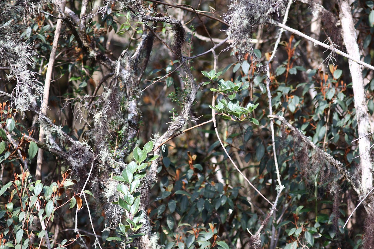 White-throated Tyrannulet - ML207472391