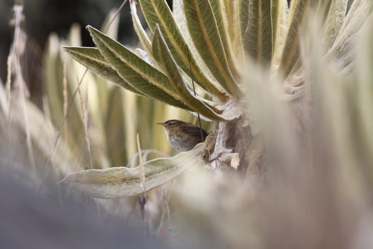 Grass Wren - ML207472401