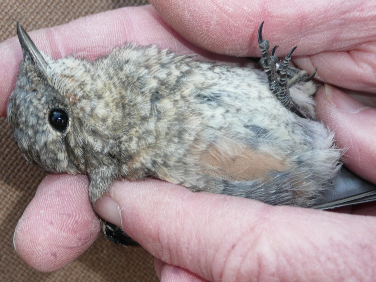 Northern Wheatear (Greenland) - ML207474951