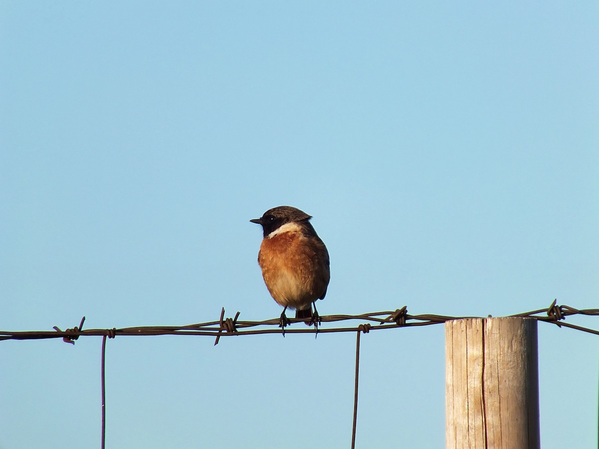 European Stonechat - ML207474971