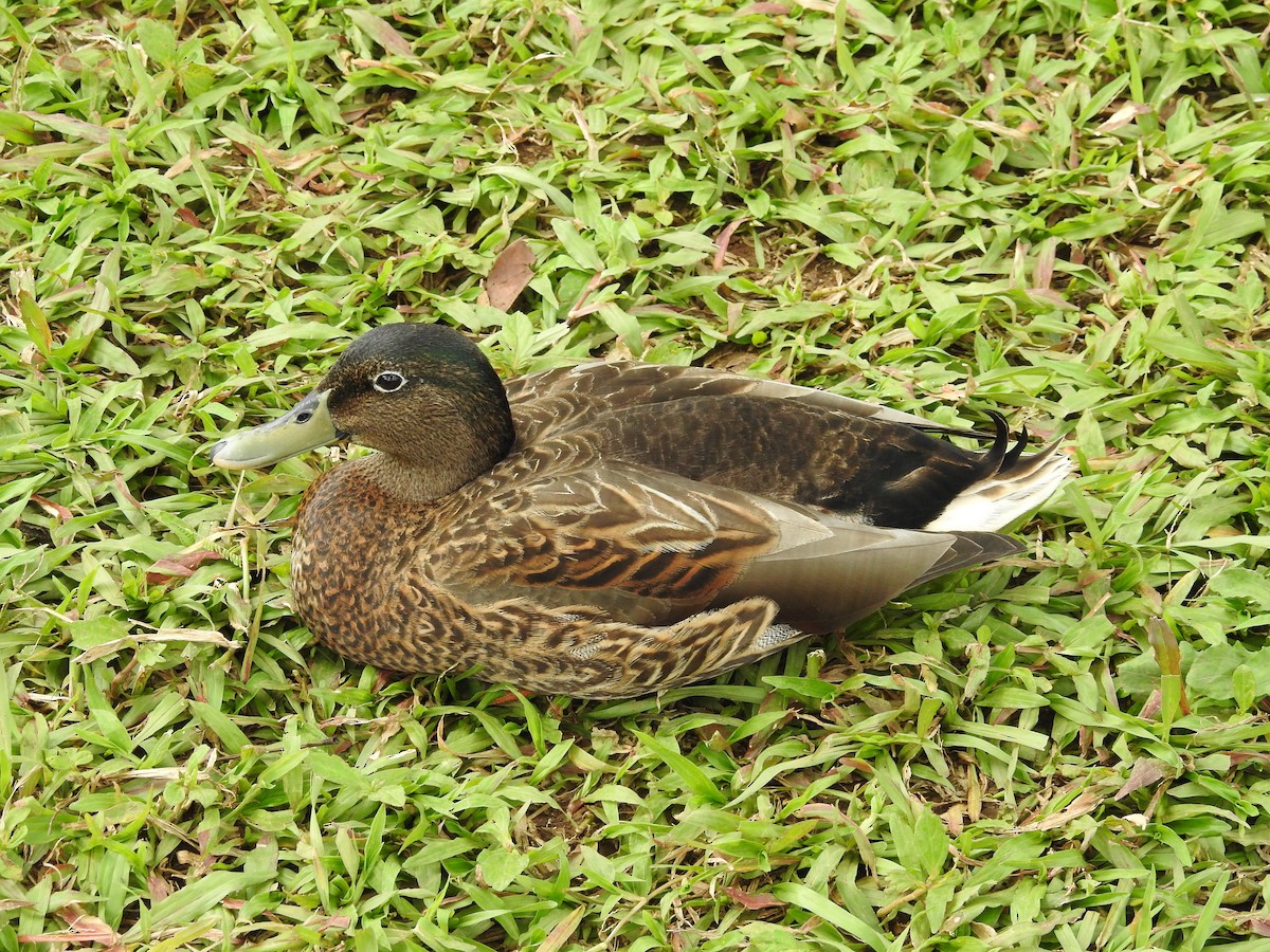 Hawaiian Duck x Mallard (hybrid) - William Cormack