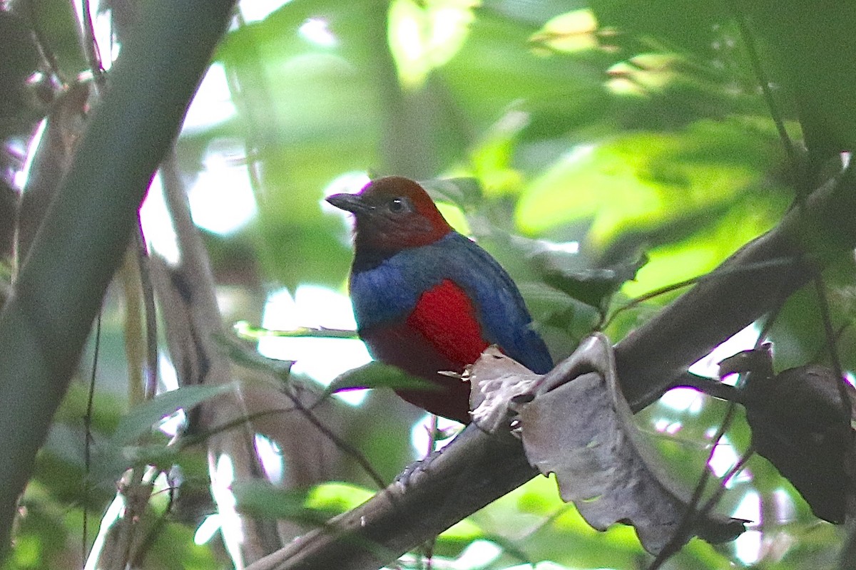 Sulawesi-Blaubrustpitta (Sangihe-Blaubrustpitta) - ML207476991