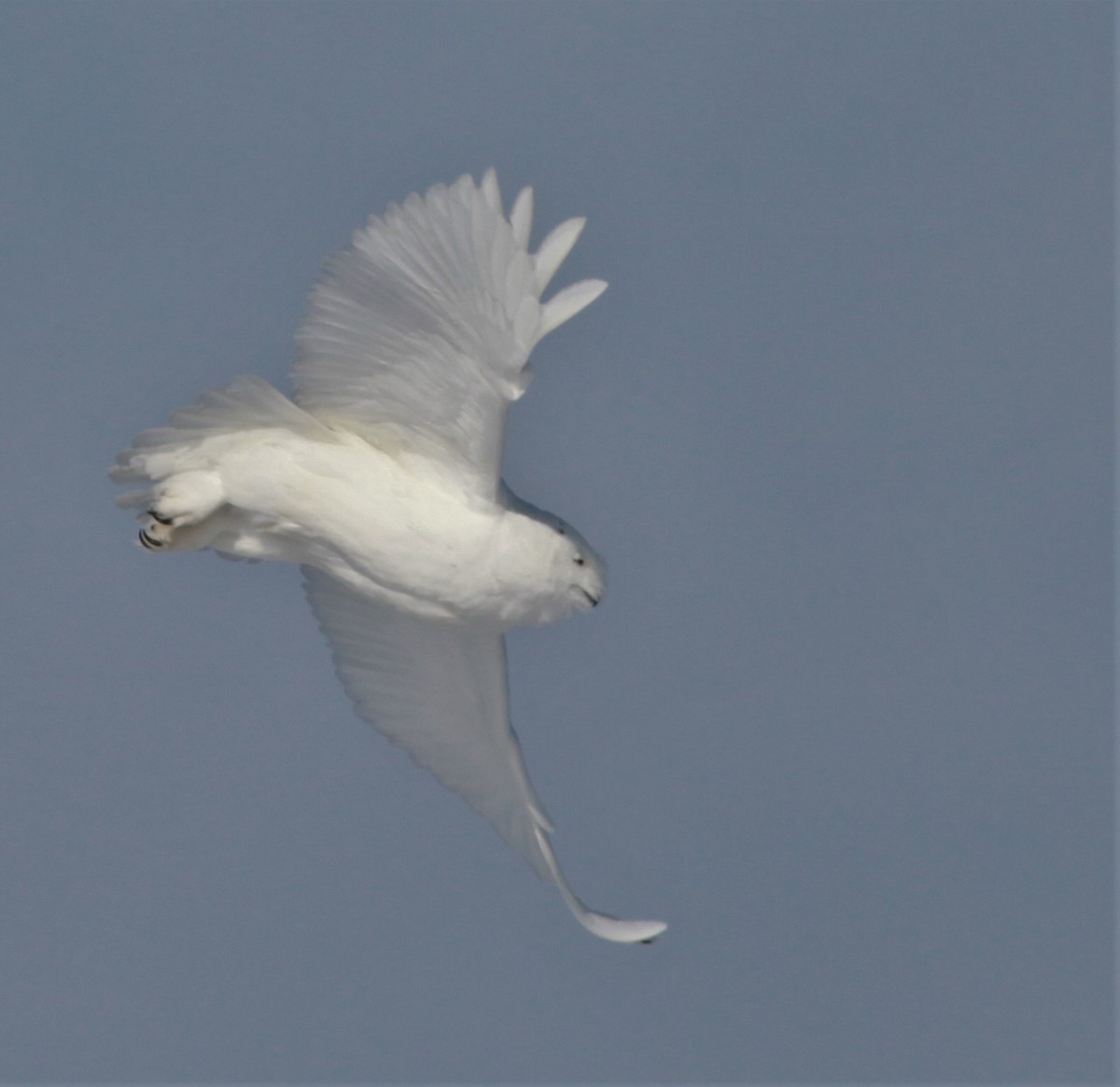 Snowy Owl - Irene Crosland