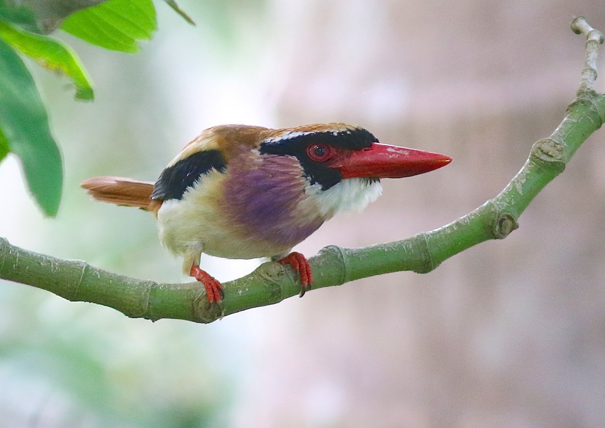 Sangihe Lilac Kingfisher - ML207477391