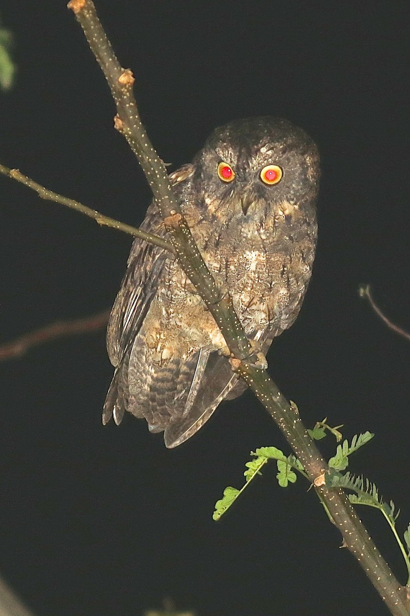 Sangihe Scops-Owl - ML207477481