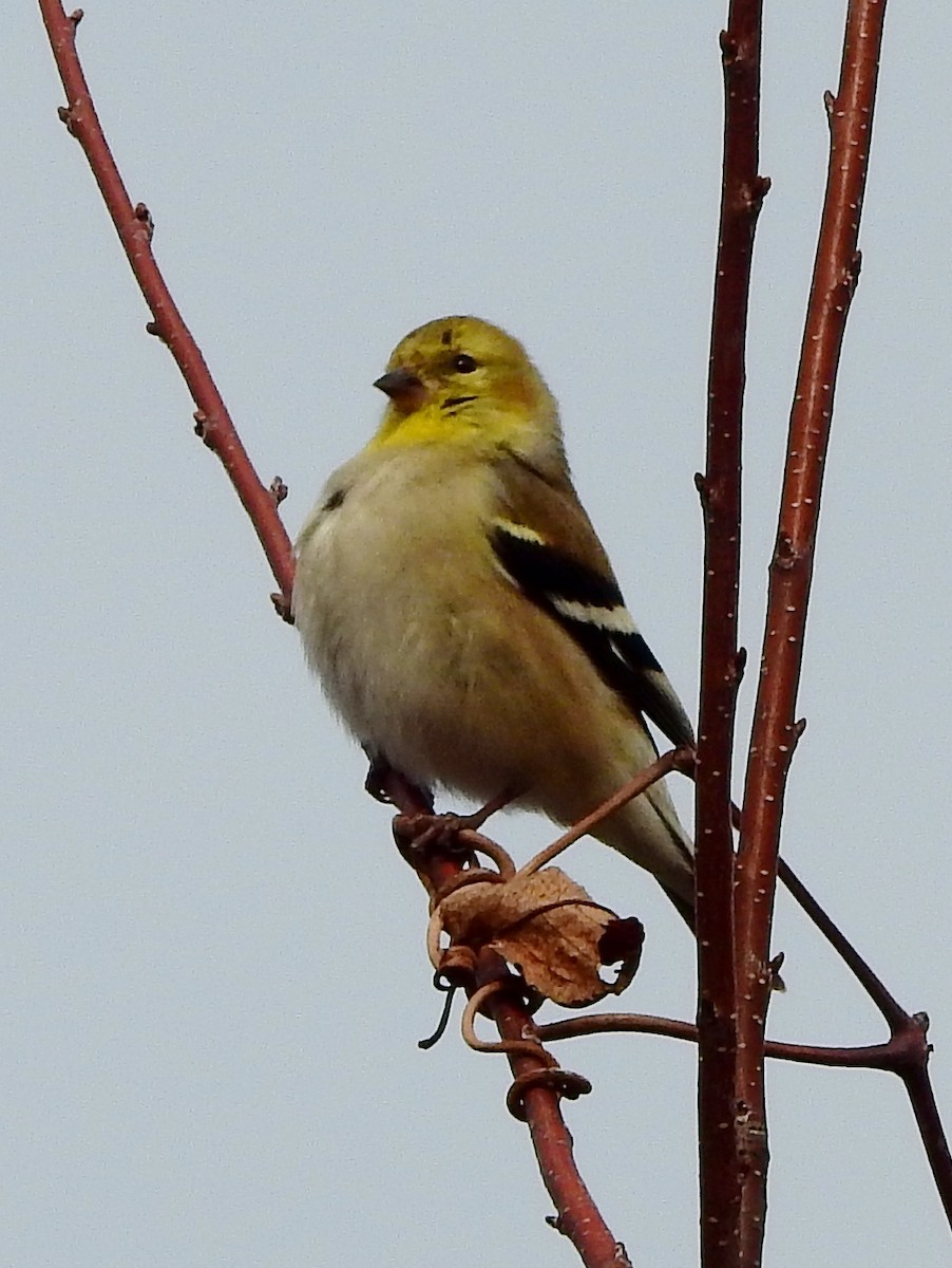 Chardonneret jaune - ML207478211